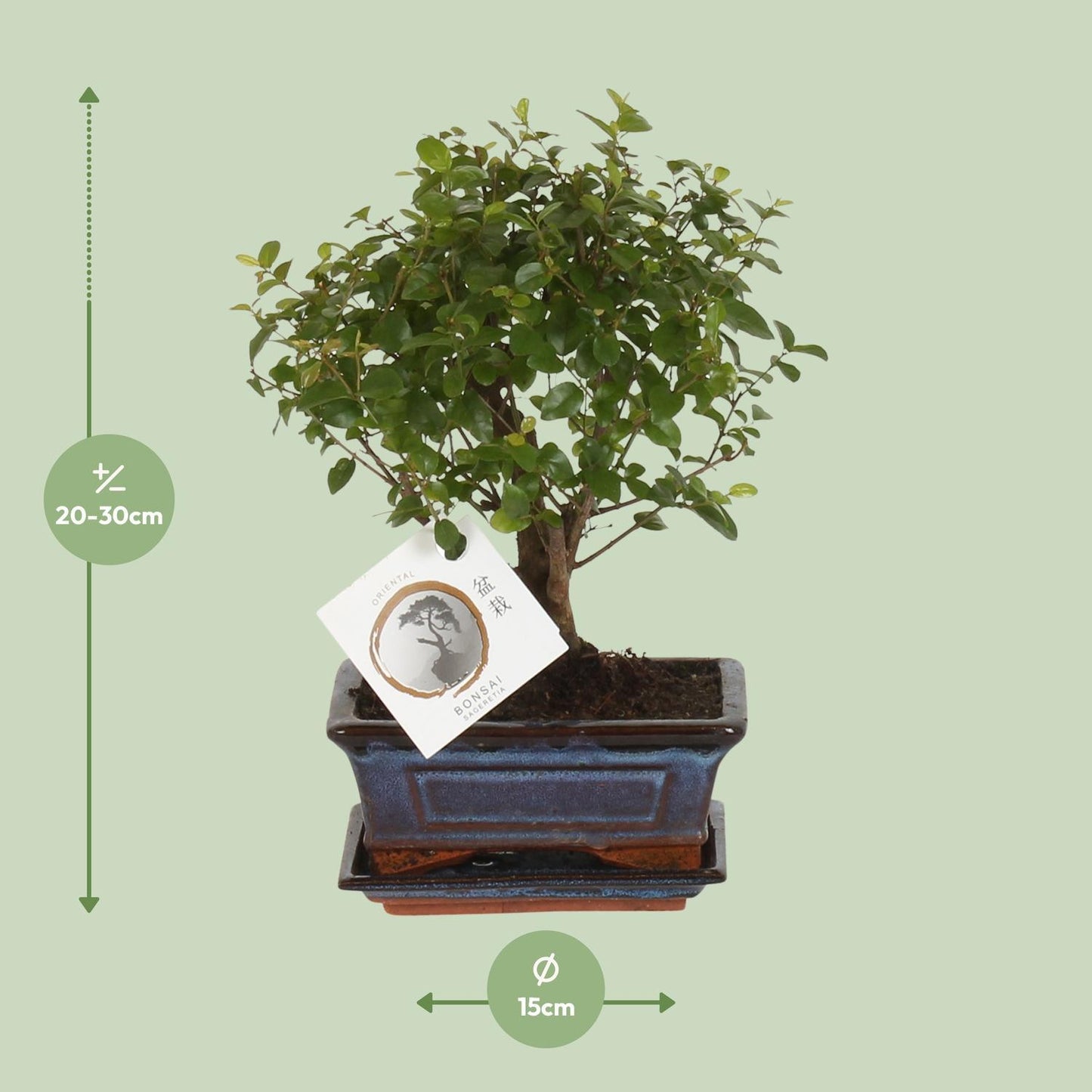 Bonsai Bold Form Ø15cm - ↕30cm