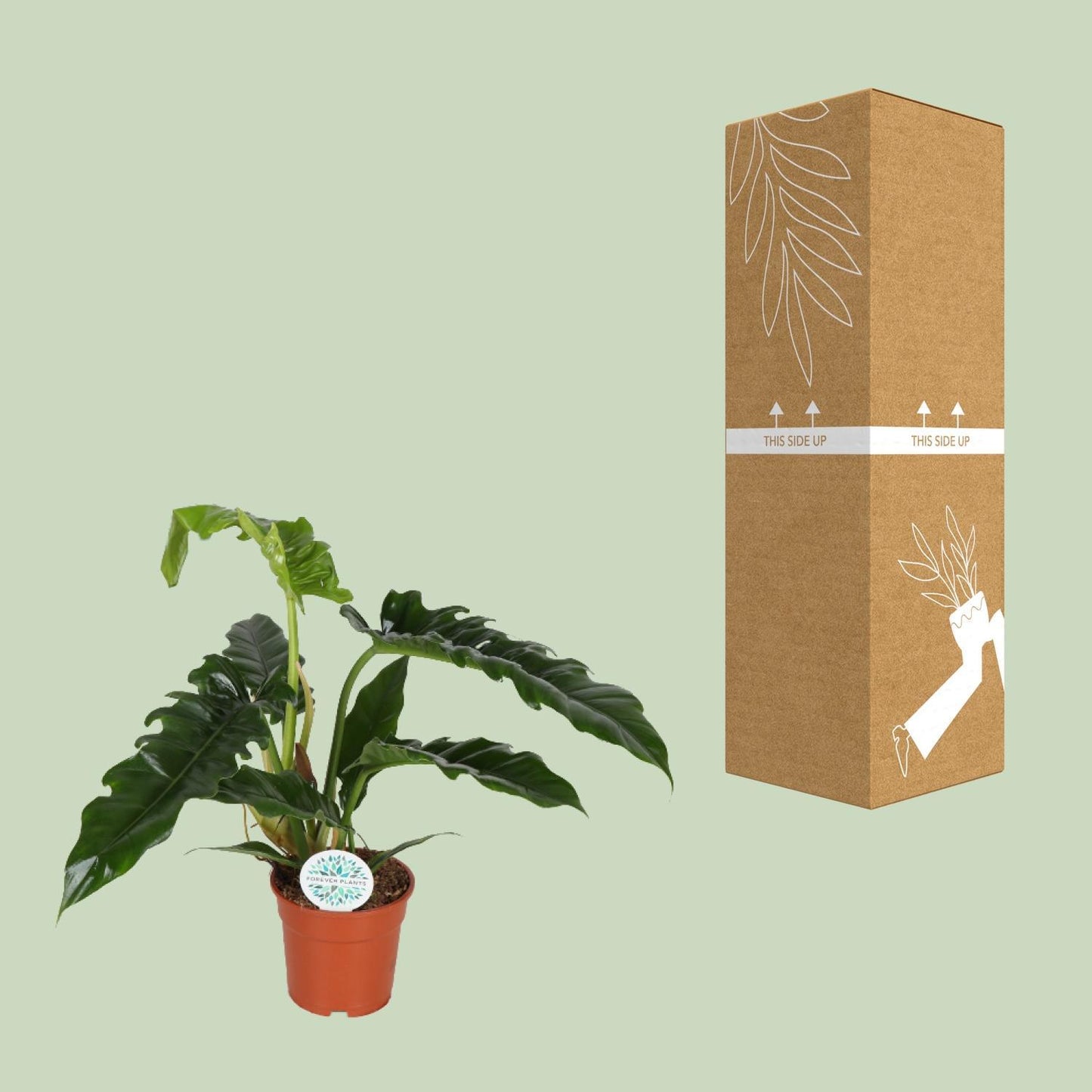 Philodendron Narrow - Ø17cm - ↕50cm