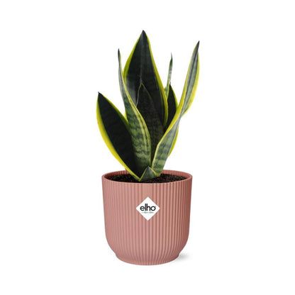 Sansevieria Futura Superba