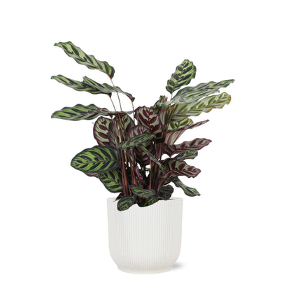 Calathea Makoyana Ø21cm - ↕70cm