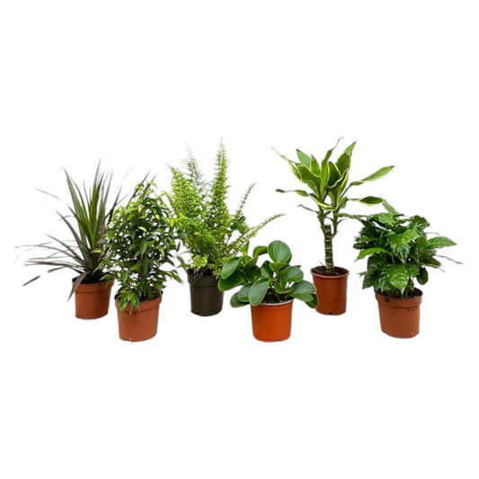 Overraskelseskasse - 6 planter - 20-40 cm - Ø12