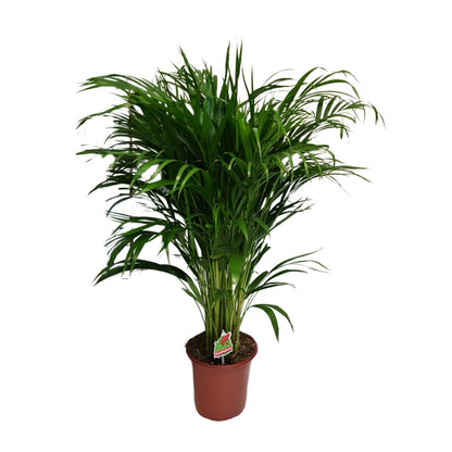 Dypsis Lutescens - Ø21cm - ↕100cm