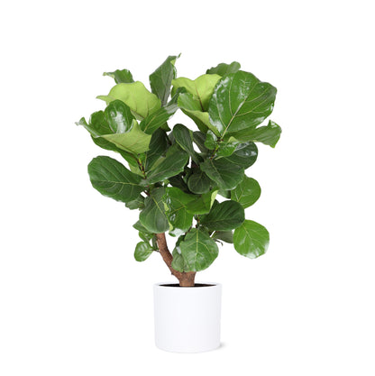 Ficus Lyrata (grenet) Ø24cm ↕110cm i Era hvid potte