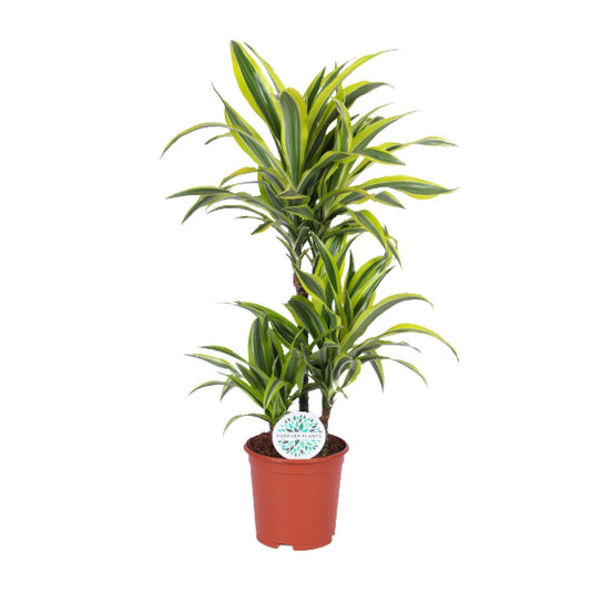 Dracaena Lemon Lime - Ø21cm - ↕90cm