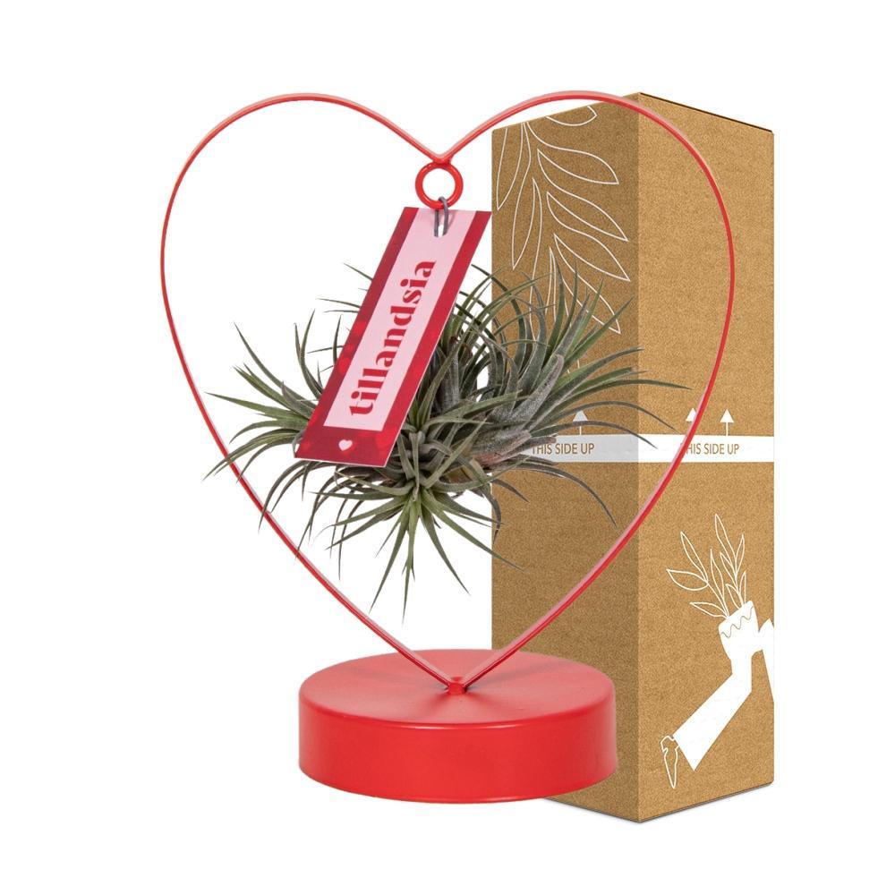 Tillandsia Ionantha Silver - Ø10,5cm - ↕23cm