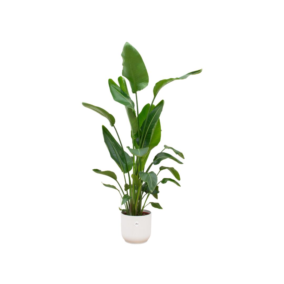 Combi deal - Strelitzia Nicolai Ø30 - 160 cm