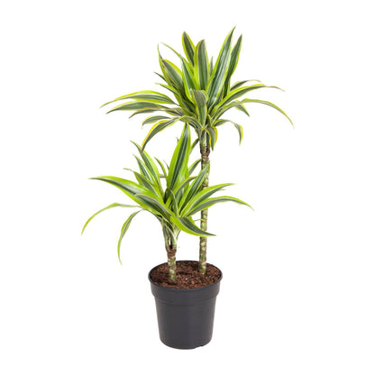 Dracaena Lemon Lime - Ø19cm - ↕100cm