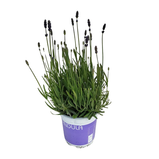 Lavendel Lavandula Hidcote Blå Blå - Ø12cm - ↕20cm