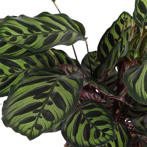 Calathea Makoyana Ø21cm - ↕70cm