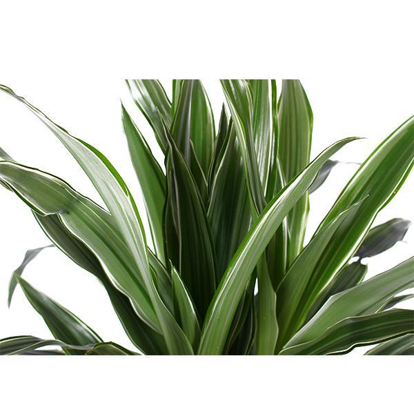 Dracaena Warneckii Ø21cm - ↕65cm