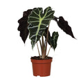 Alocasia Amazonica Polly Plante | Plantepragt