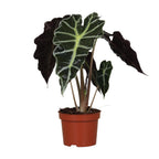 Alocasia Amazonica Polly Plante | Plantepragt