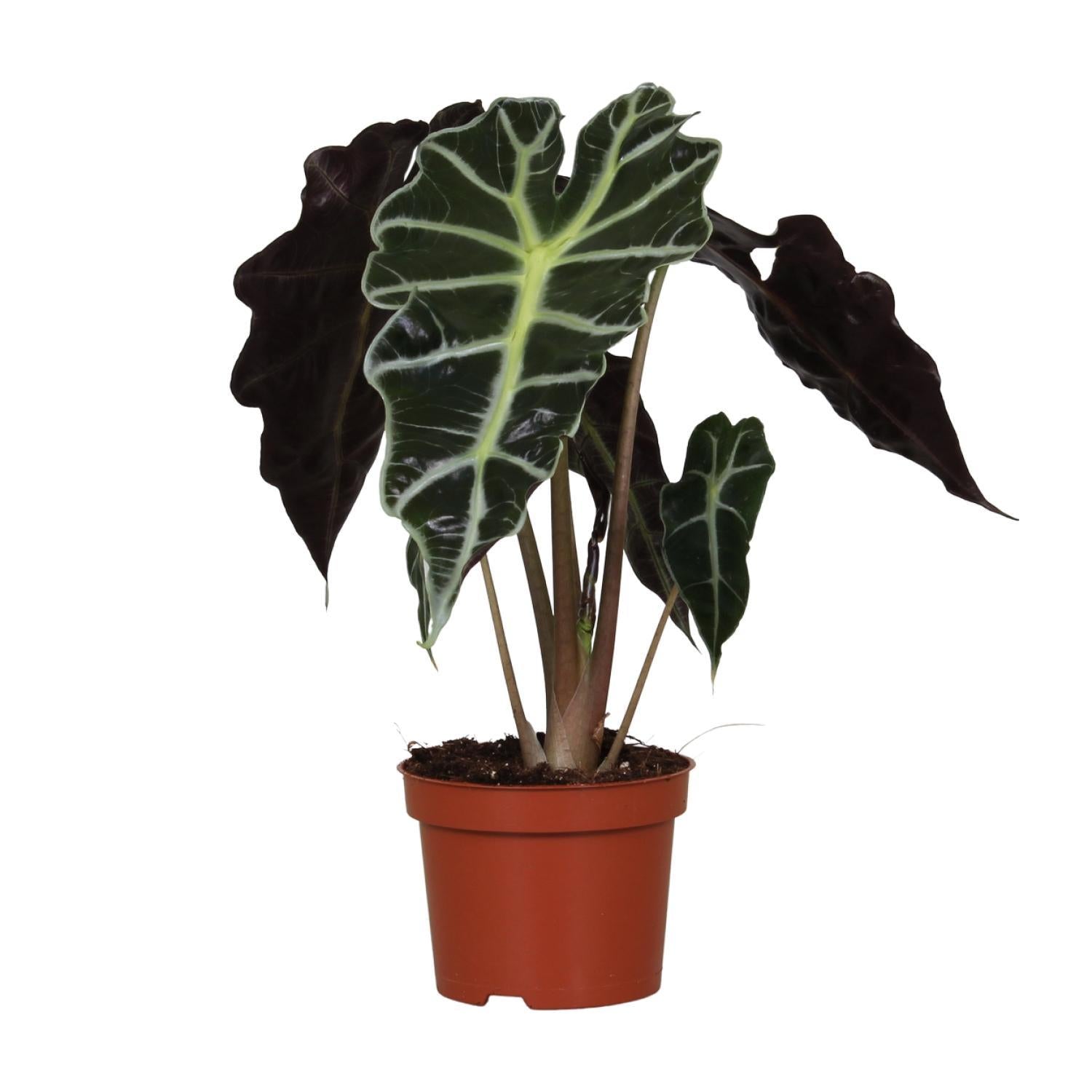 Alocasia Amazonica Polly Plante | Plantepragt