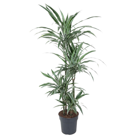 Dracaena Warneckei - 150 cm - ø24