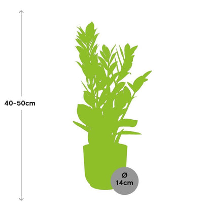 Zamioculcas –  45-50cm