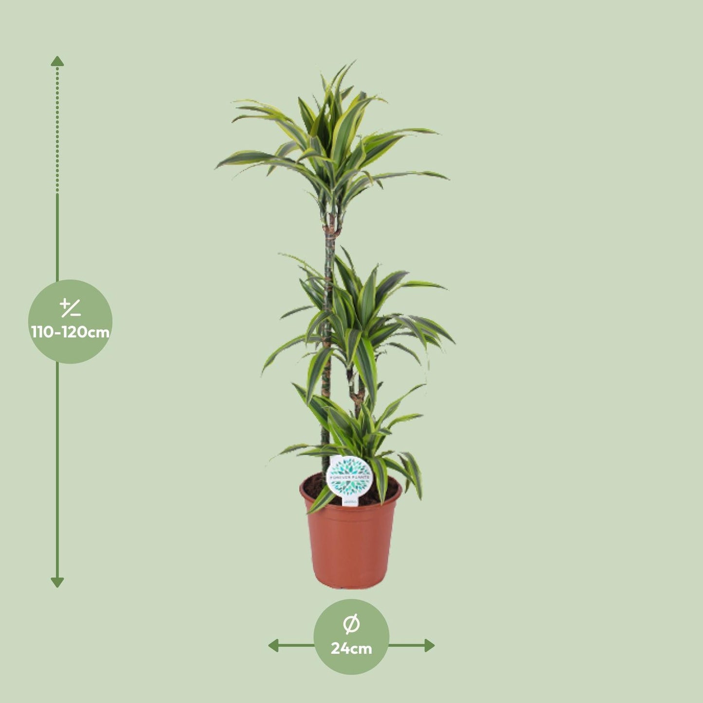 Dracaena Lemon Lime - Ø24cm - ↕120cm