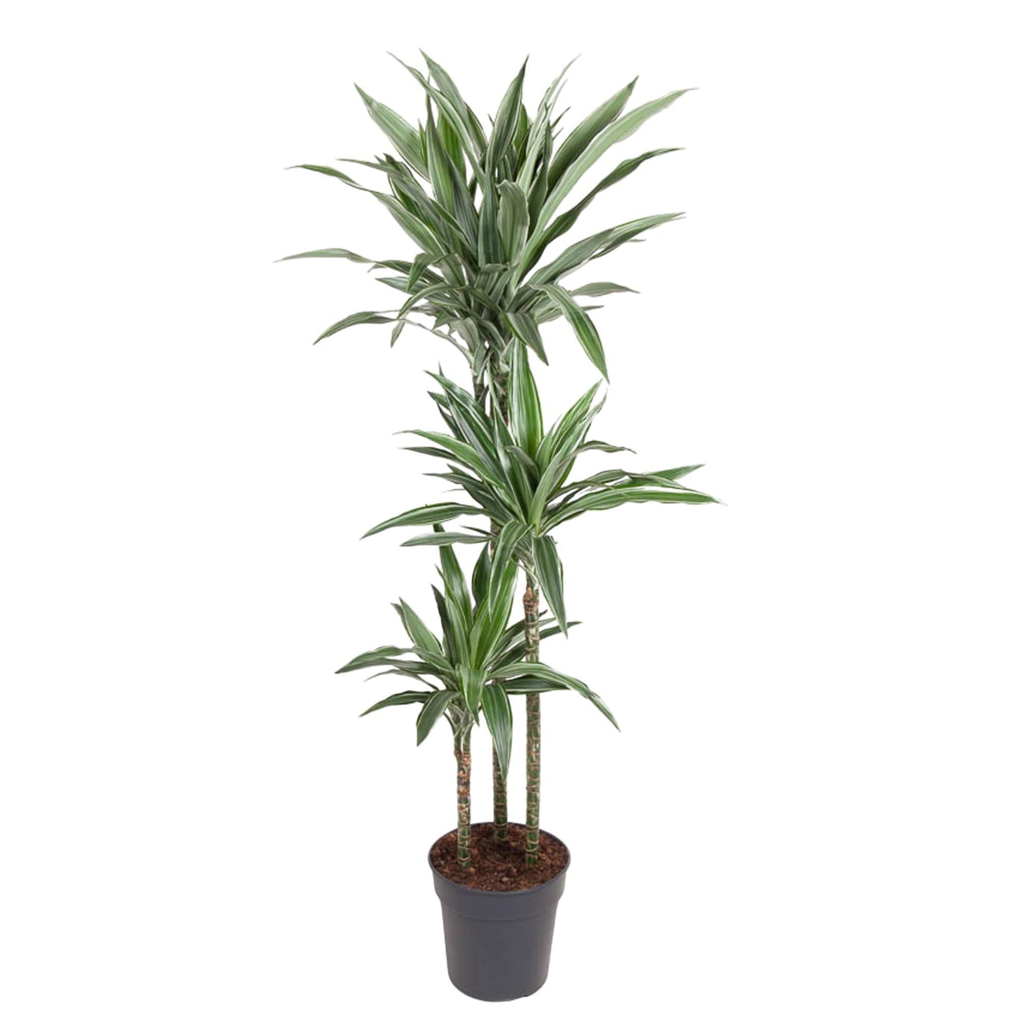 Dracaena Warneckei - 140 cm - ø27