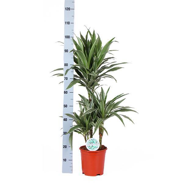 Dracaena Warneckii Ø21cm - ↕65cm