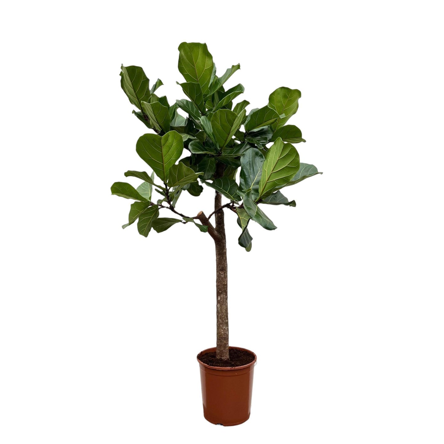 Ficus Lyrata træ - 160 cm - Ø30