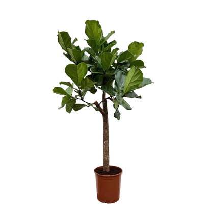 Ficus Lyrata træ - 160 cm - Ø30