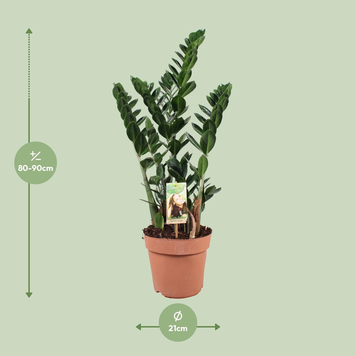 Zamioculcas - Ø21cm - ↕80cm