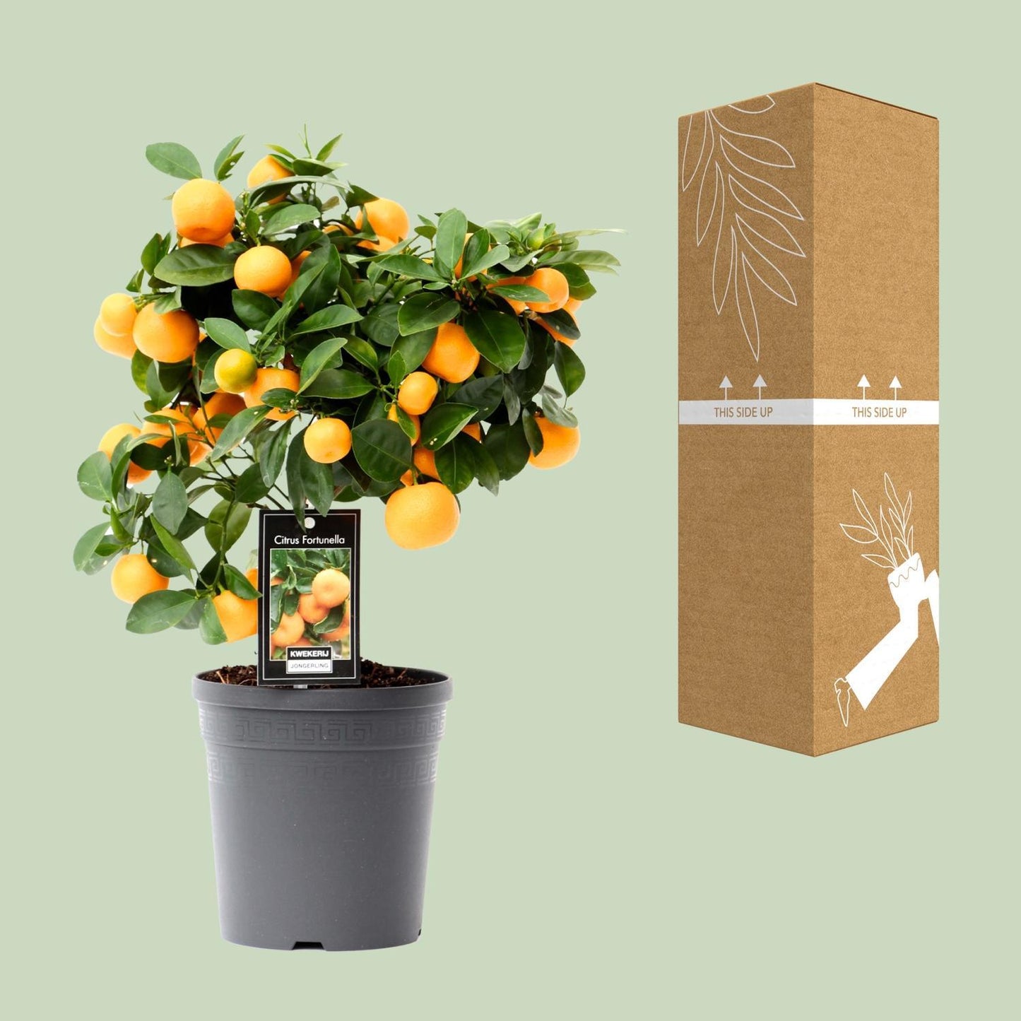 Citrus Calamondin - Ø15cm - ↕40cm