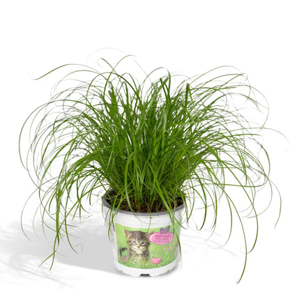 Cyperus Alternifolius  - Kattegræs - 20cm - Ø12