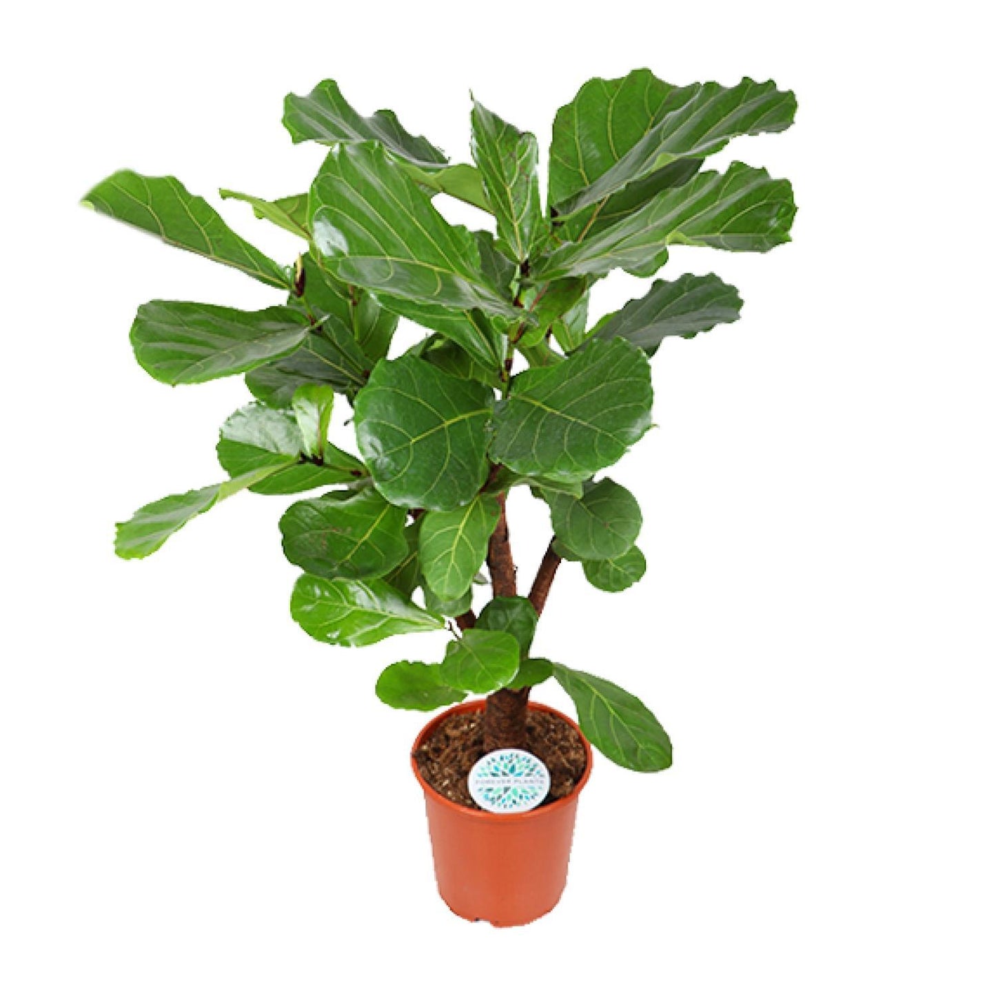 Ficus Lyrata - Ø24cm - ↕125cm