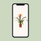 Guzmania Variada - Ø12 ↕50