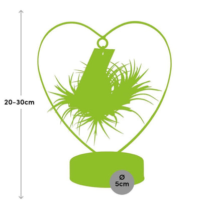 Tillandsia Ionantha Silver - Ø10,5cm - ↕23cm