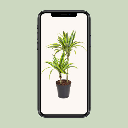 Dracaena Lemon Lime - Ø19cm - ↕100cm