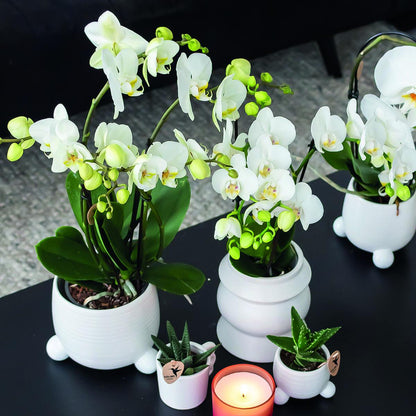 KOMBI TILBUD af 2 hvide Phalaenopsis orkideer