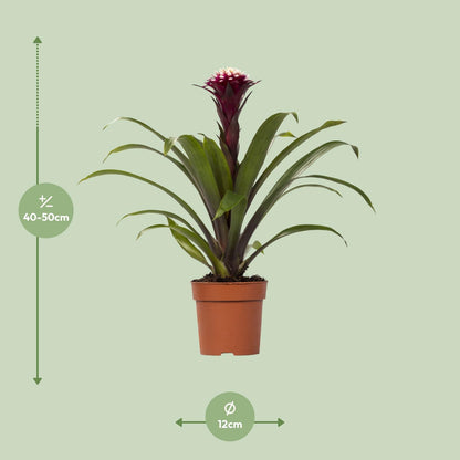 Guzmania Fransesca - Ø12 ↕45