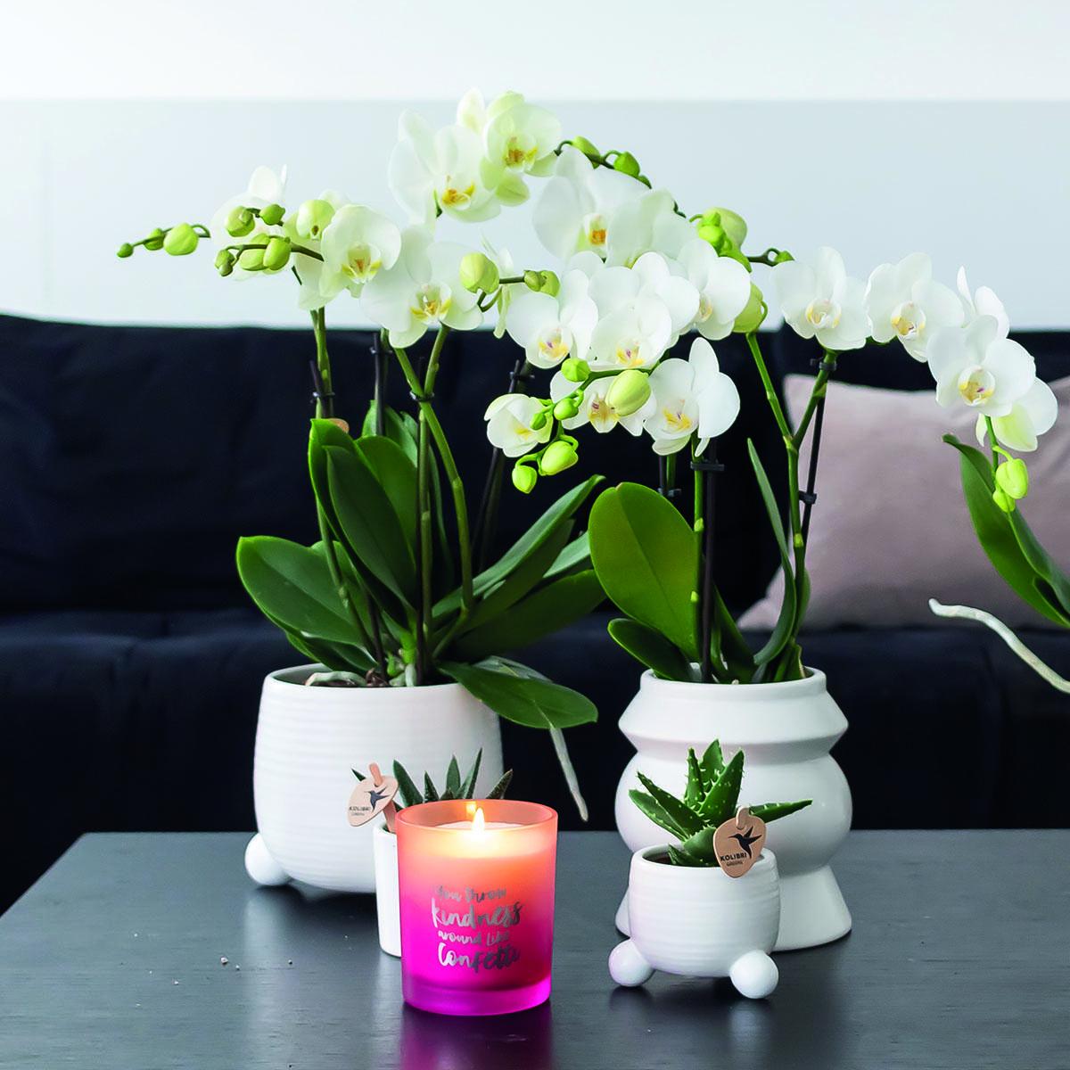 KOMBI TILBUD af 2 hvide Phalaenopsis orkideer