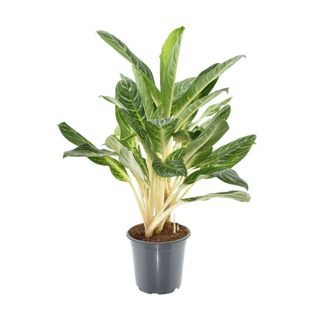 Aglaonema Key Lime plante | Aglaonema Key Lime | Plantepragt