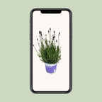 Lavendel Lavandula Hidcote Blå Blå - Ø12cm - ↕20cm