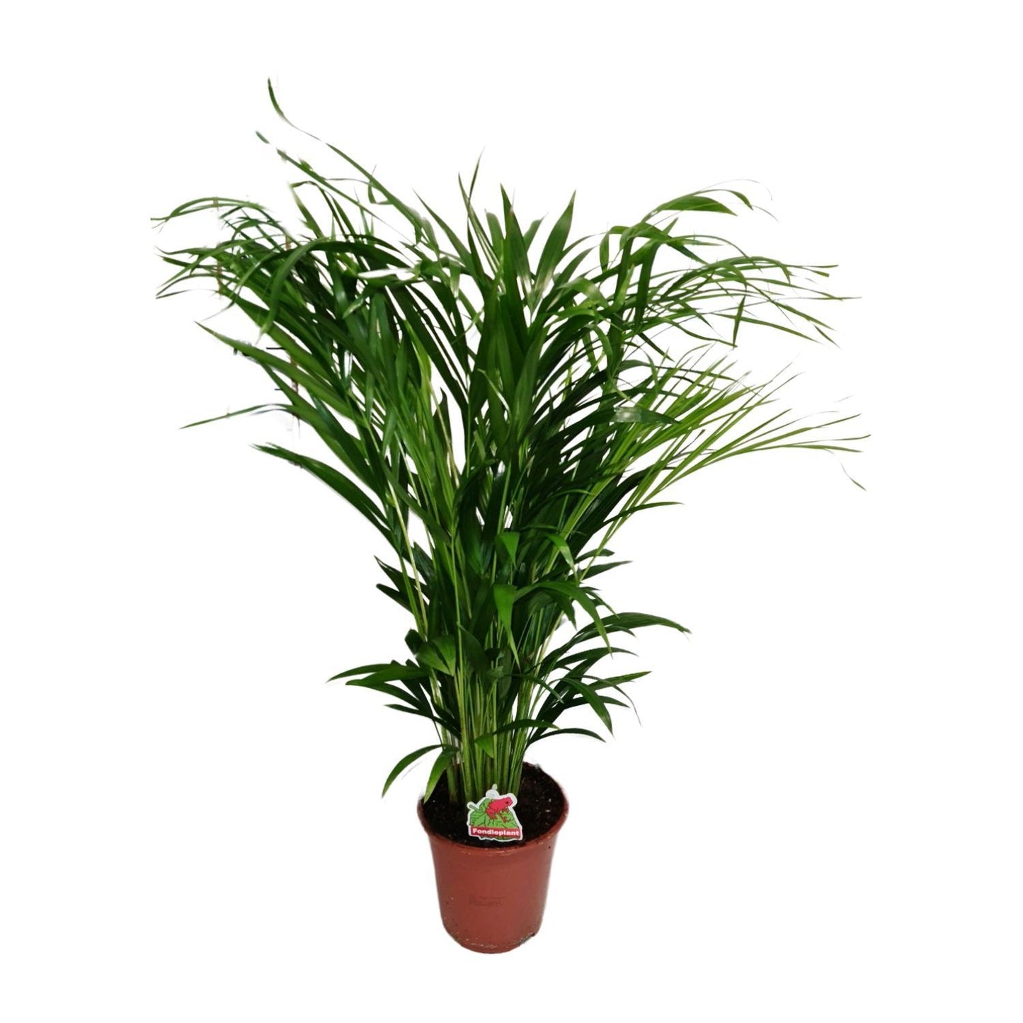 Dypsis Lutescens - Ø19cm - ↕80cm