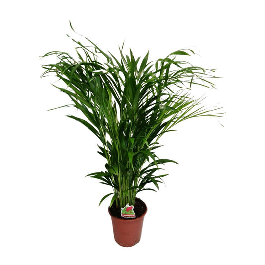 Dypsis Lutescens - Ø19cm - ↕80cm