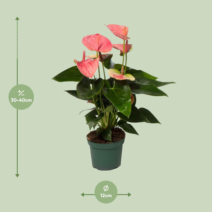 Anthurium Sweet Dream Plante | Anthurium Sweet Dream | Plantepragt