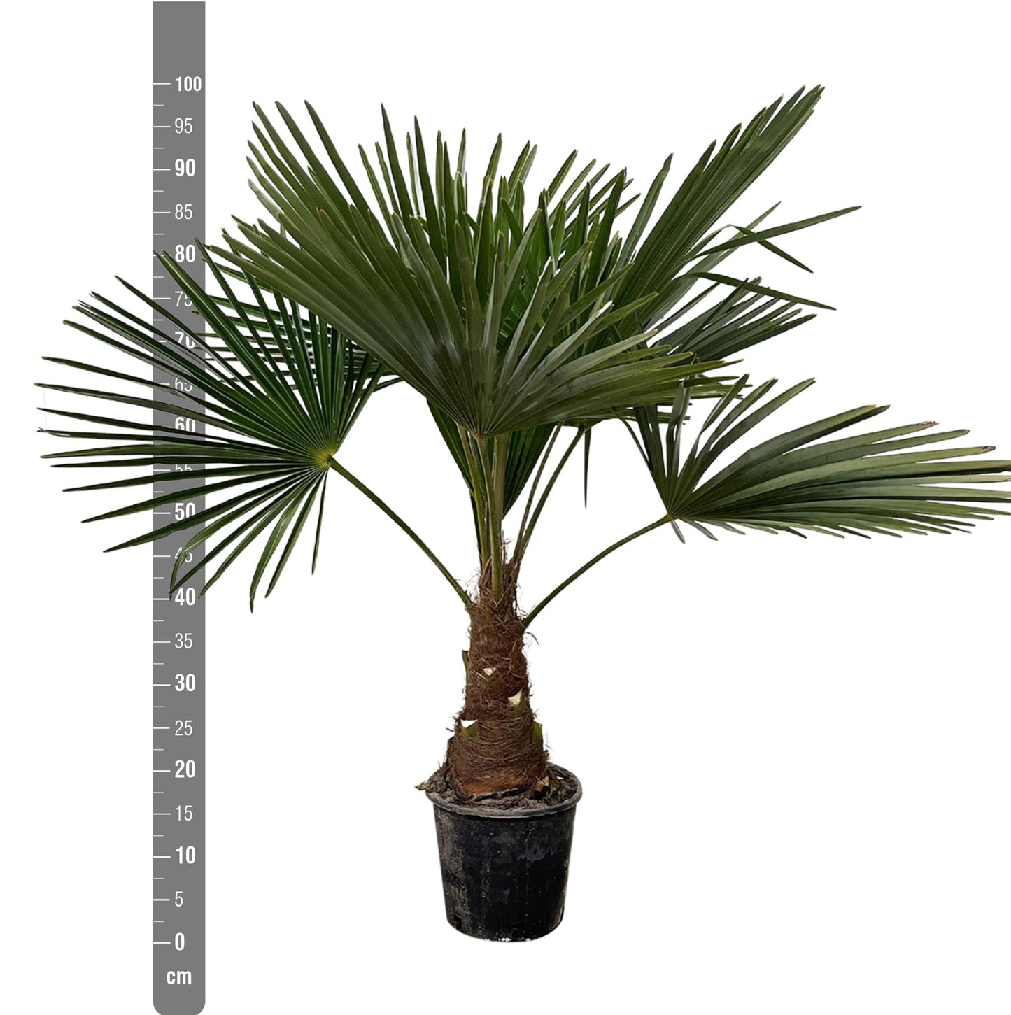 Trachycarpus - 90cm- Ø21