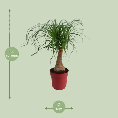 Beaucarnea "Maya Palm" Stam P19 - Ø19cm - ↕70cm