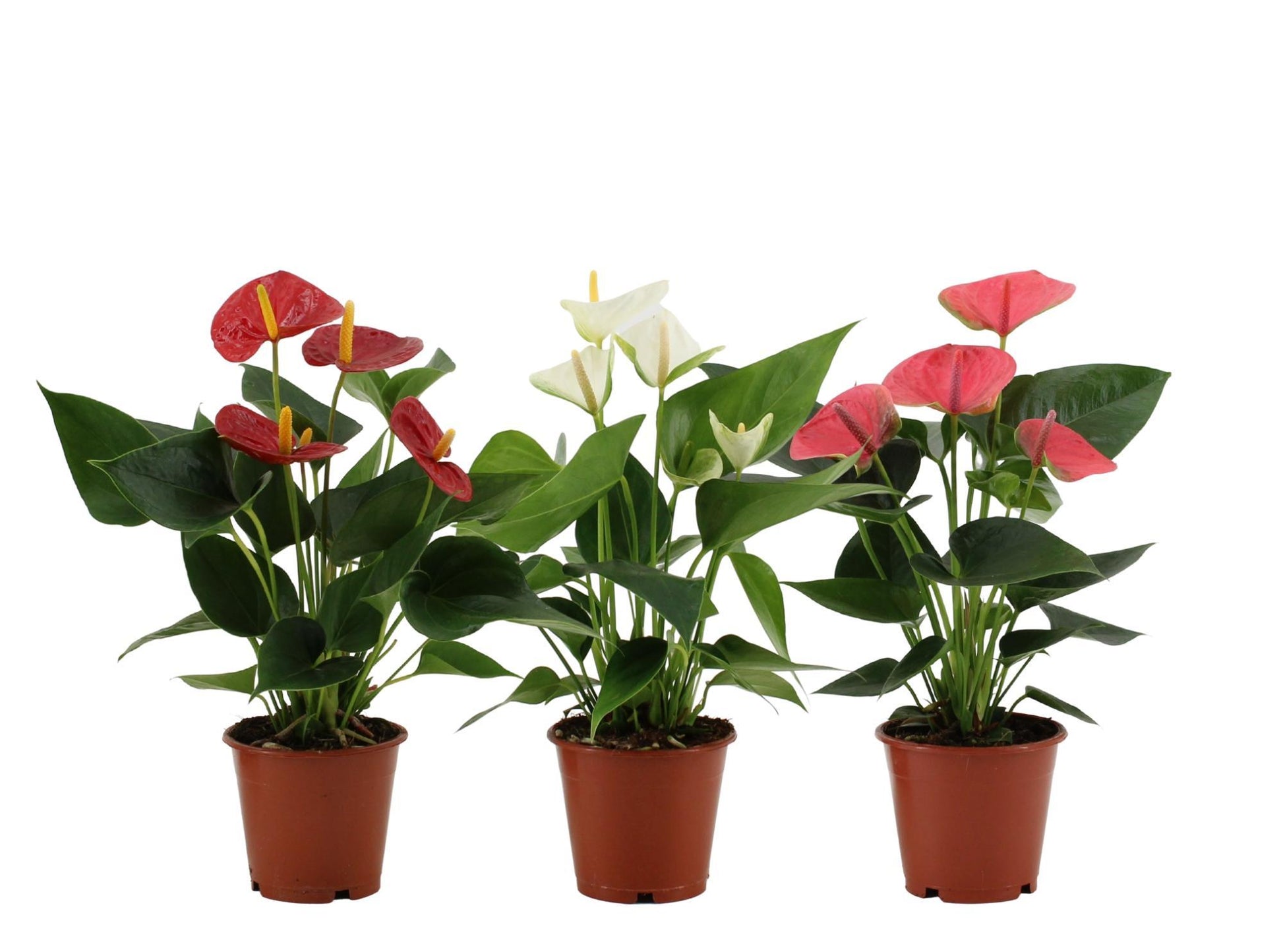 Anthurium plante | Anthurium 3 farveblanding | Plantepragt