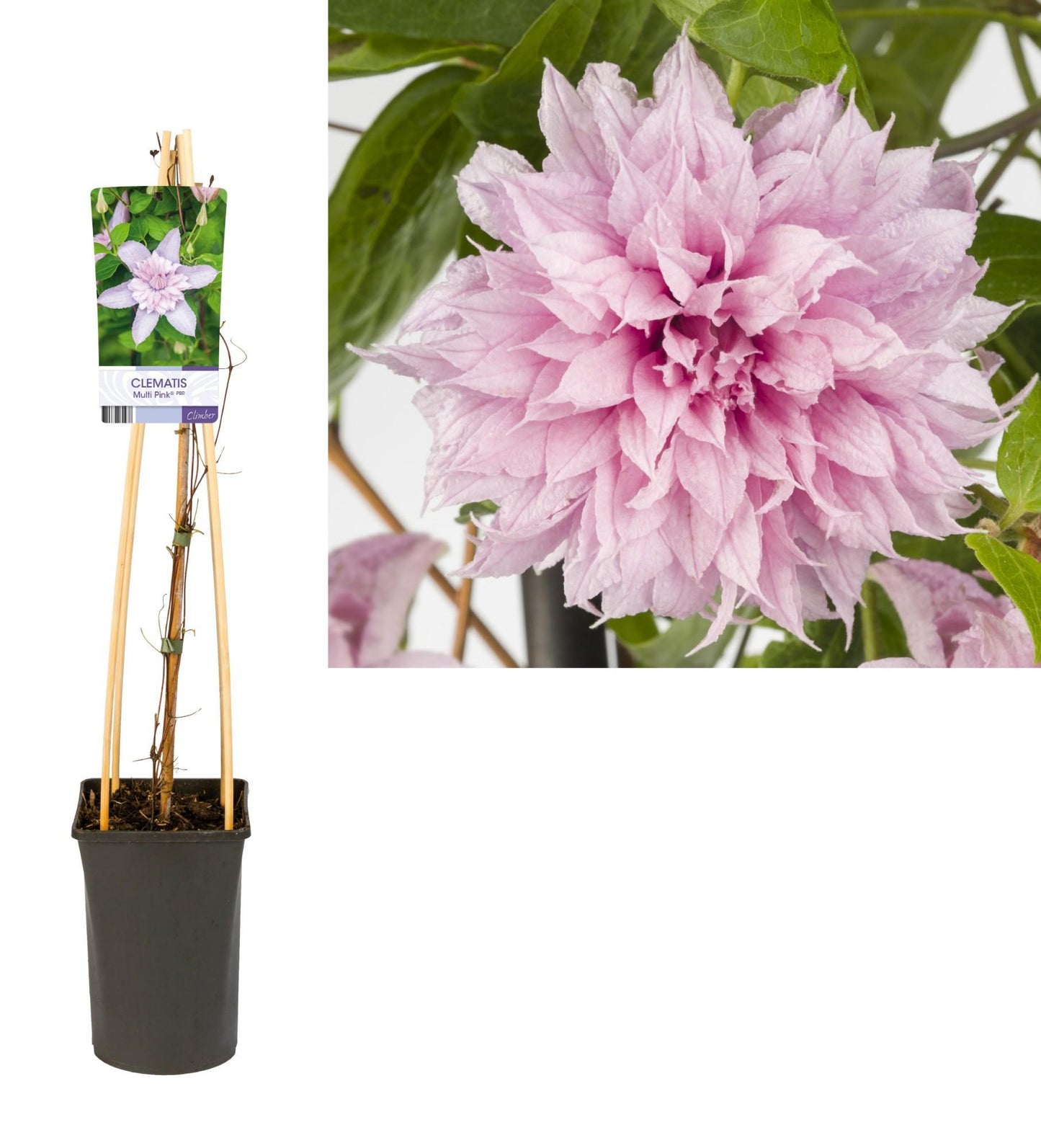 Clematis Multi Pink® PBR - Ø17cm - ↕75cm