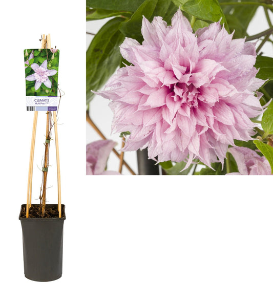 Clematis Multi Pink® PBR - Ø17cm - ↕75cm