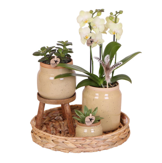 Grøn plante med gul Phalaenopsis orkidé