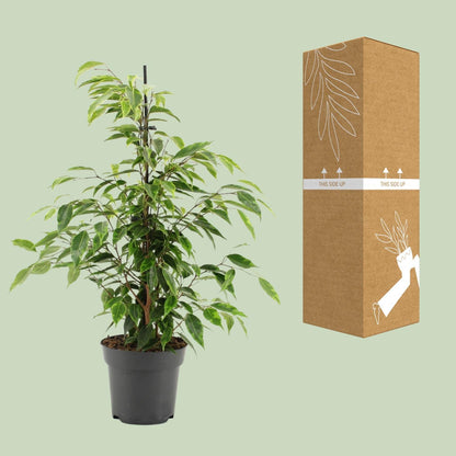 Ficus Benjamina Anastasia - Ø14cm - ↕55cm