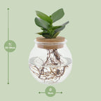 Clusia i konvext glas + klickkork - Ø12cm - ↕30cm