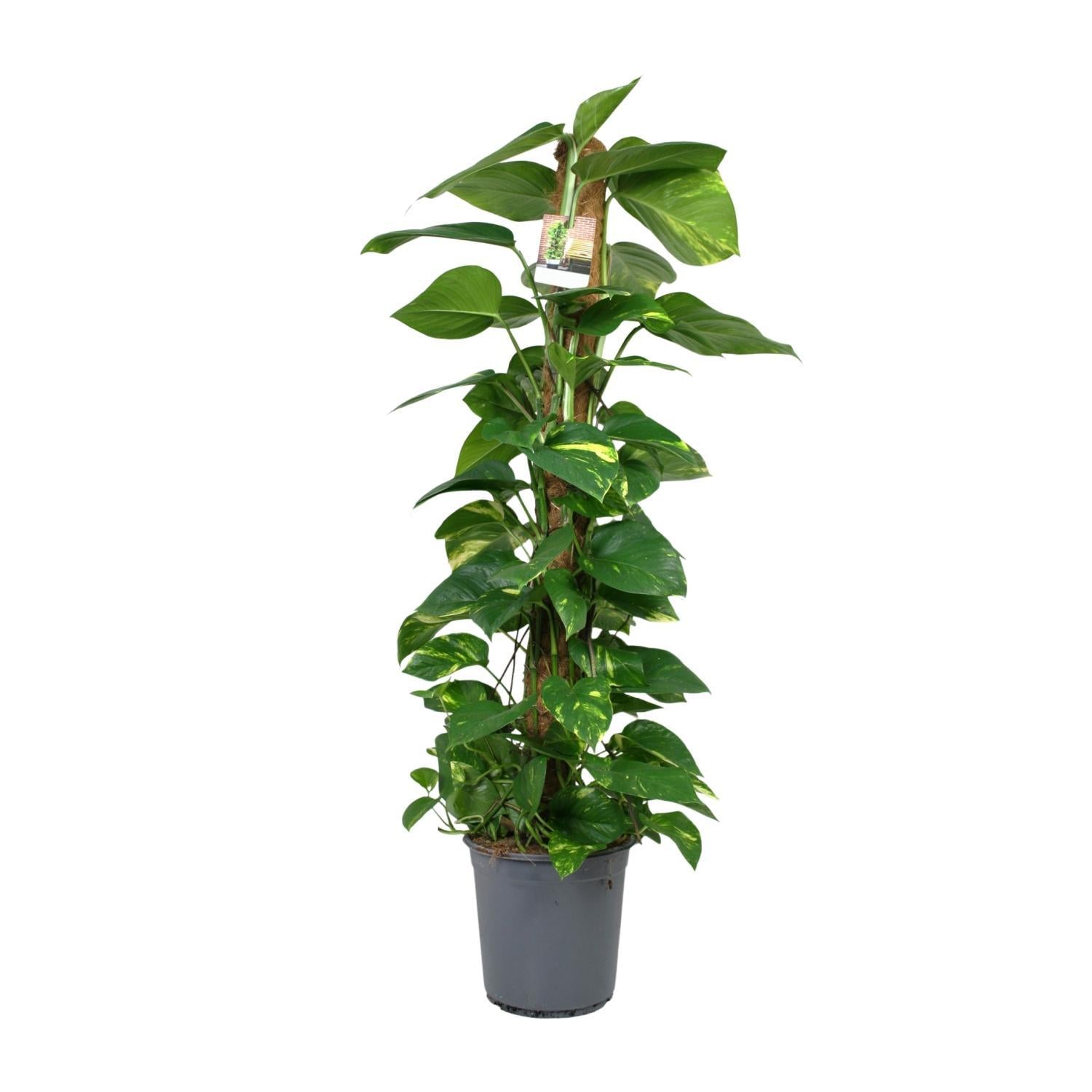 Scindapsus Epipremnum - Ø24cm - ↕120cm 