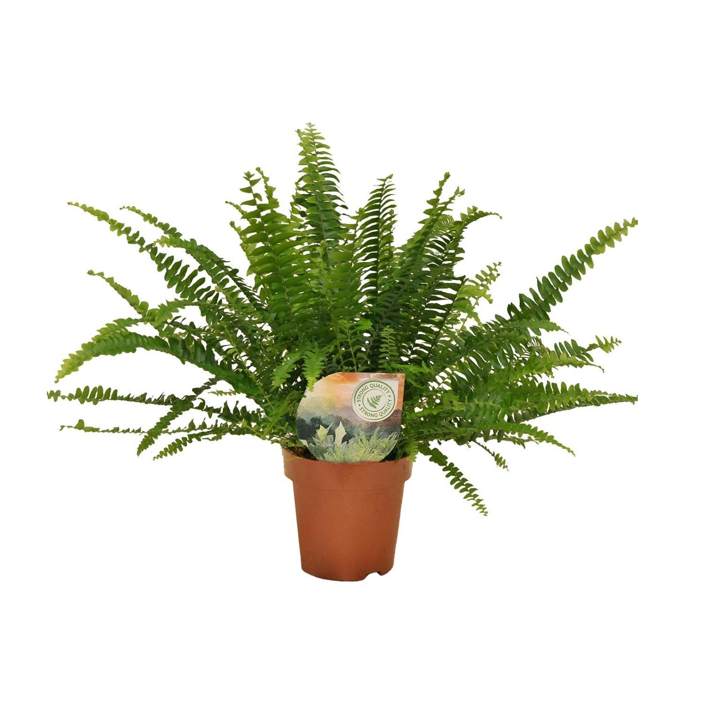 Nephrolepis Green Lady - 30cm - ø12