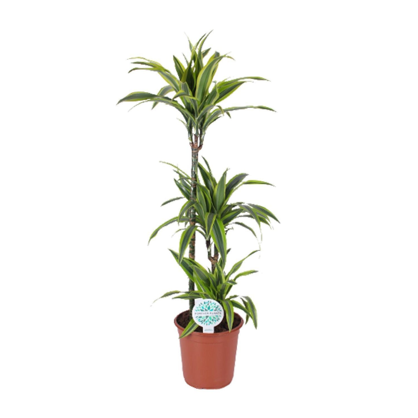 Dracaena Lemon Lime - Ø24cm - ↕120cm